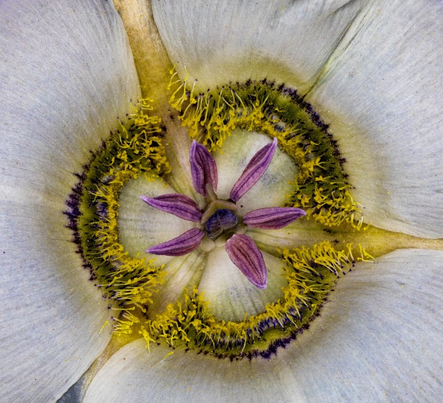 Calochortus gunnisonii - Colorado Mariposa Lily.jpg